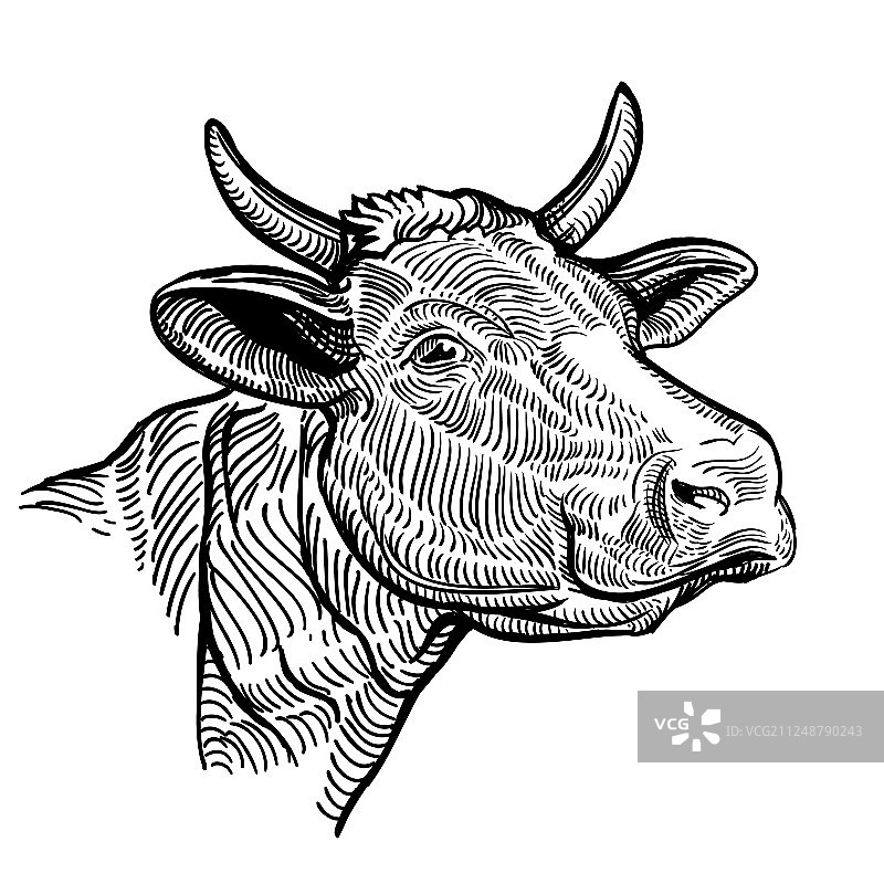 牛的头近距离在一个图形风格图片素材