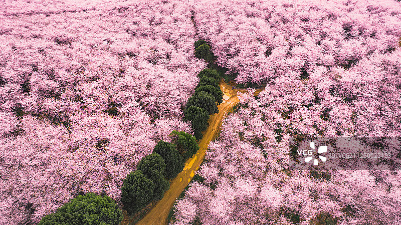 航拍农场里的樱花园图片素材