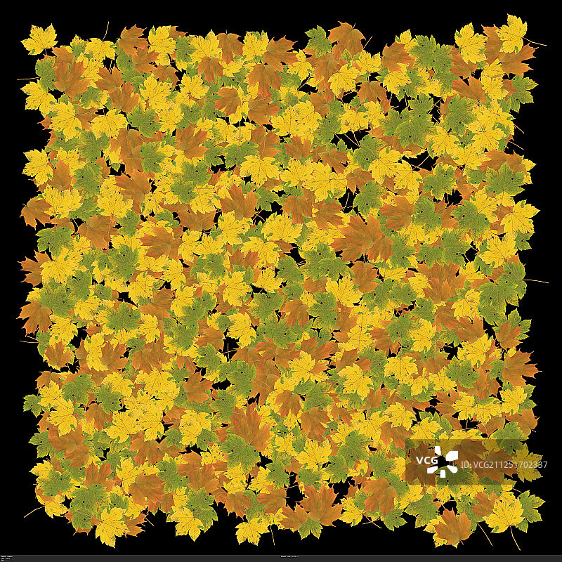 黄色绿色棕色的落叶铺满地面图片素材