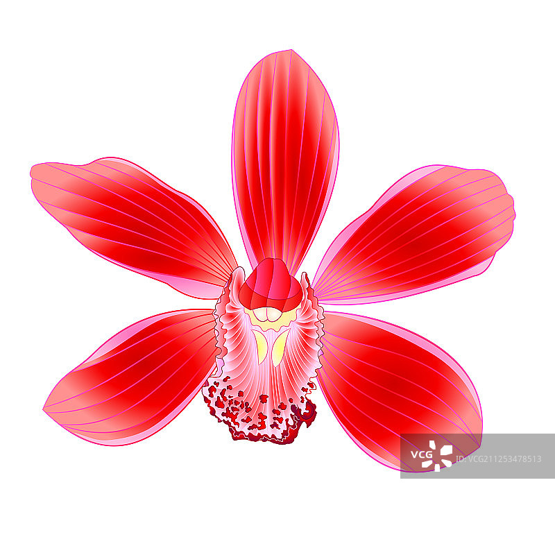 热带兰花，兰花红色花朵逼真图片素材