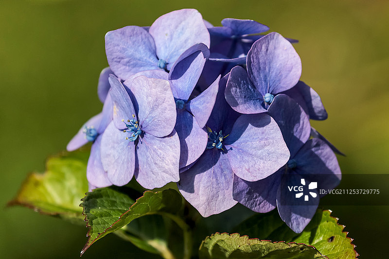 蓝绣球花盛开图片素材