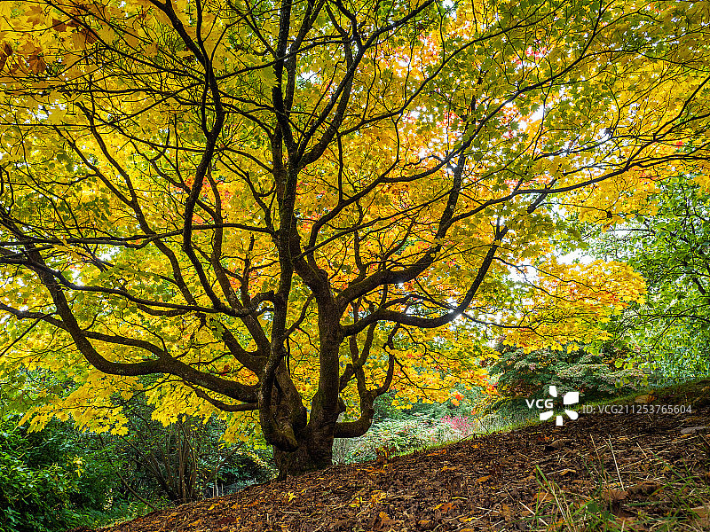 枫糖树在秋天图片素材