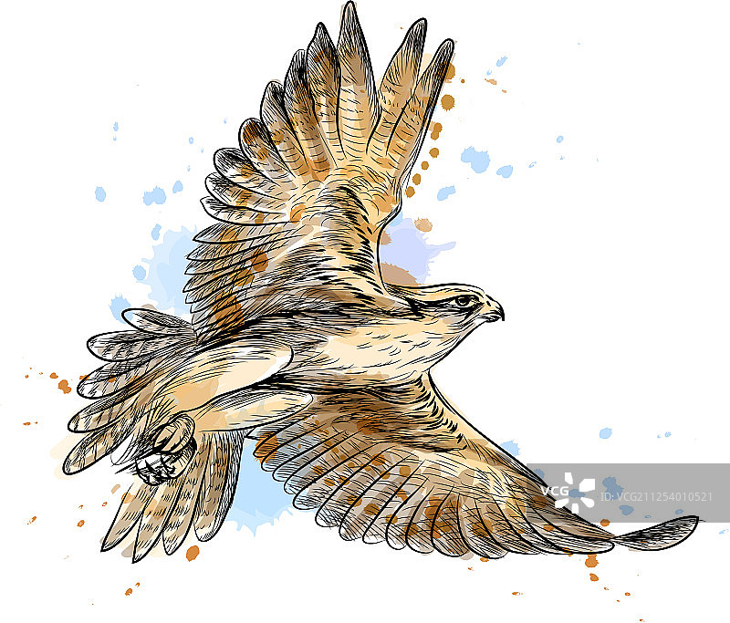 从飞溅的猎鹰水彩画手中图片素材
