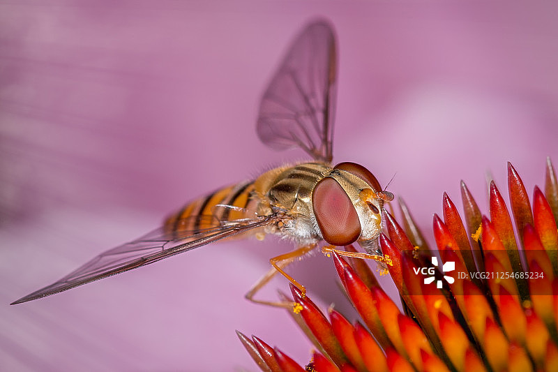 以花为食的食蚜蝇(食蚜蝇科)的特写图片素材