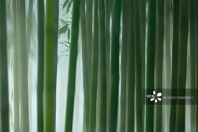 浓雾笼罩的竹林图片素材