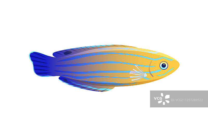 条纹黄和蓝色濑鱼孤立在白色上图片素材