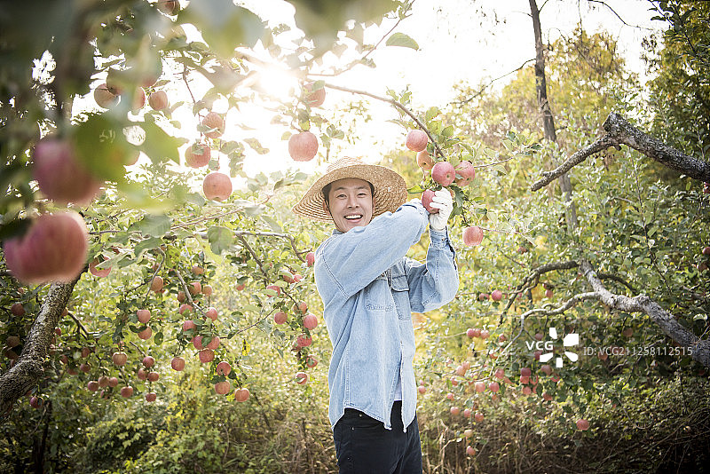 人在果园摘苹果的照片图片素材