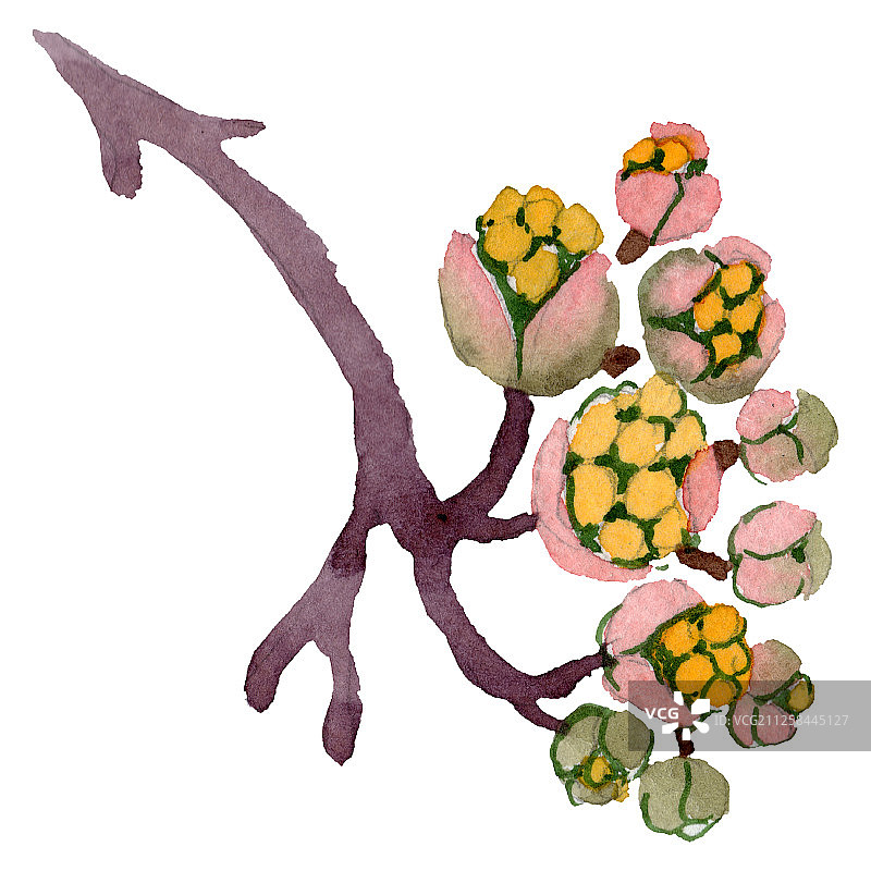 山茱萸是一种植物性花。水彩背景设置。孤立山茱萸作为插图元素。图片素材