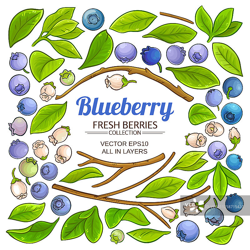 蓝莓植物元素设置在白色背景图片素材