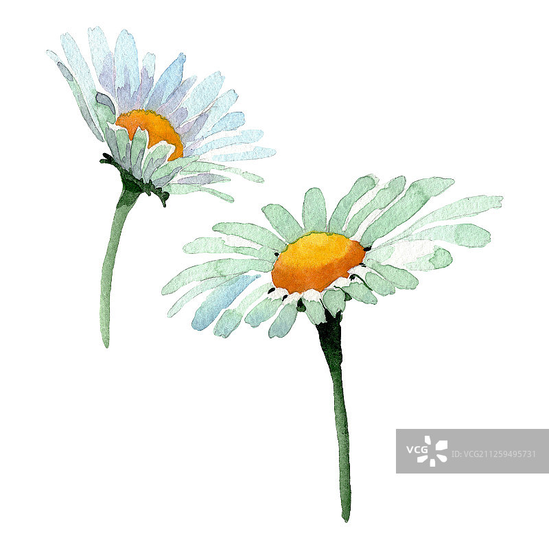 大的白色洋甘菊花植物花。水彩背景设置。分离洋甘菊插图元素。图片素材