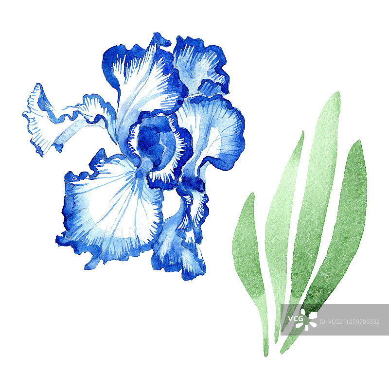 蓝色鸢尾，花类植物的花。水彩背景插图集。孤立的虹膜插图元素。图片素材