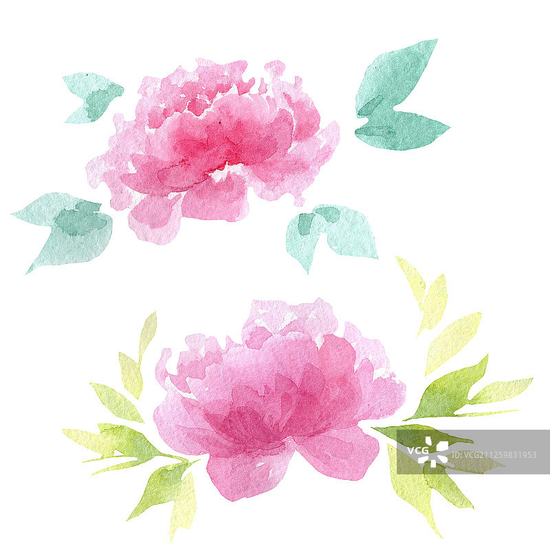 牡丹是一种花卉植物。水彩背景插图集。孤立牡丹插图元素。图片素材