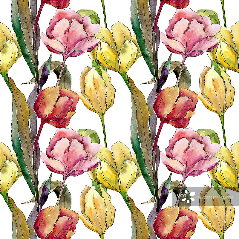 郁金香是一种花卉植物。水彩背景插图集。无缝的背景图案。图片素材