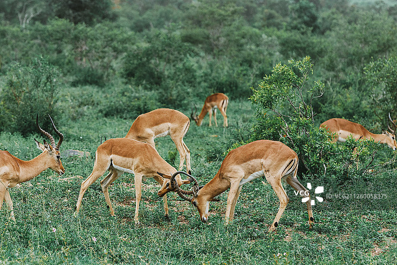南非克鲁格国家公园游猎野生动物黑斑羚图片素材