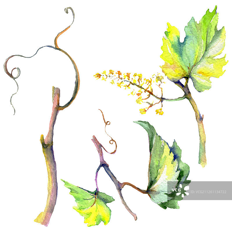 绿色的藤蔓叶子的树枝。水彩背景插图集。孤立葡萄插图元素。图片素材