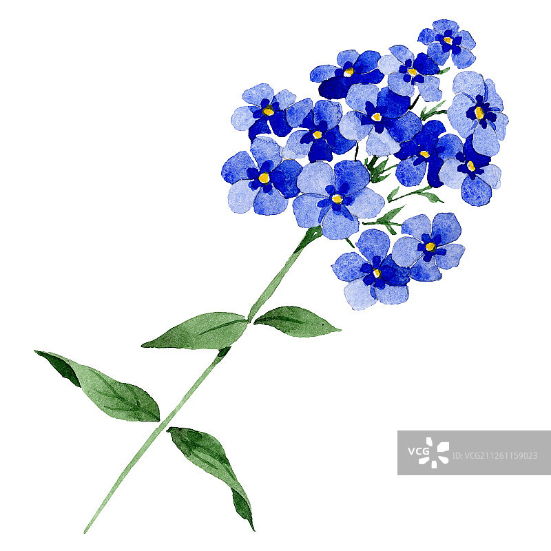 蓝色的夹竹桃花，绿叶。孤立的福禄克斯插图元素。水彩背景插图集。图片素材