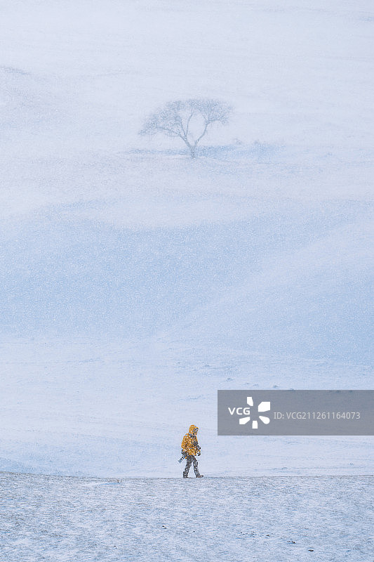 雪地上孤独的一个摄影人与一棵树图片素材