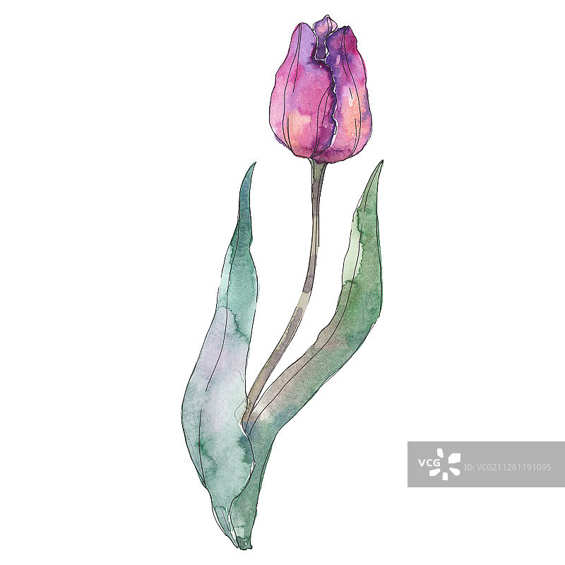 郁金香花，植物花。水彩背景插图集。孤立的郁金香插图元素。图片素材