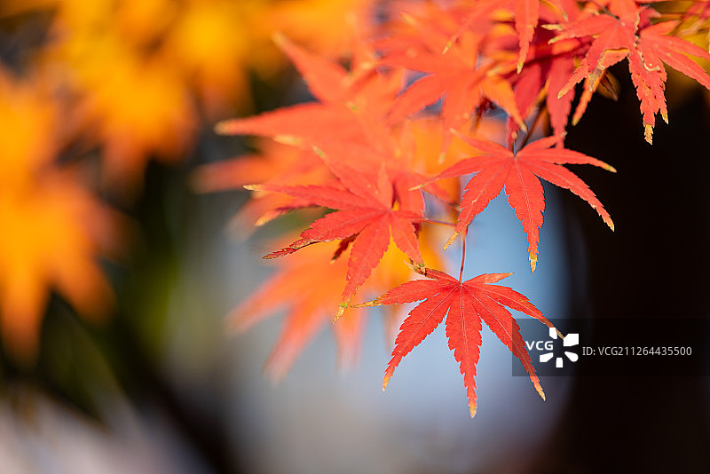 秋季城市公园里的红枫叶图片素材