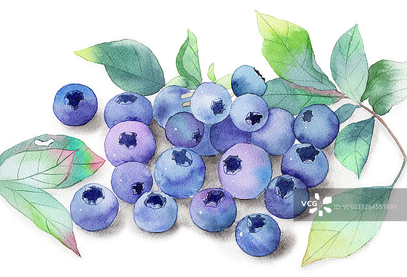 手绘水彩水果蓝莓设计素材插画图片素材