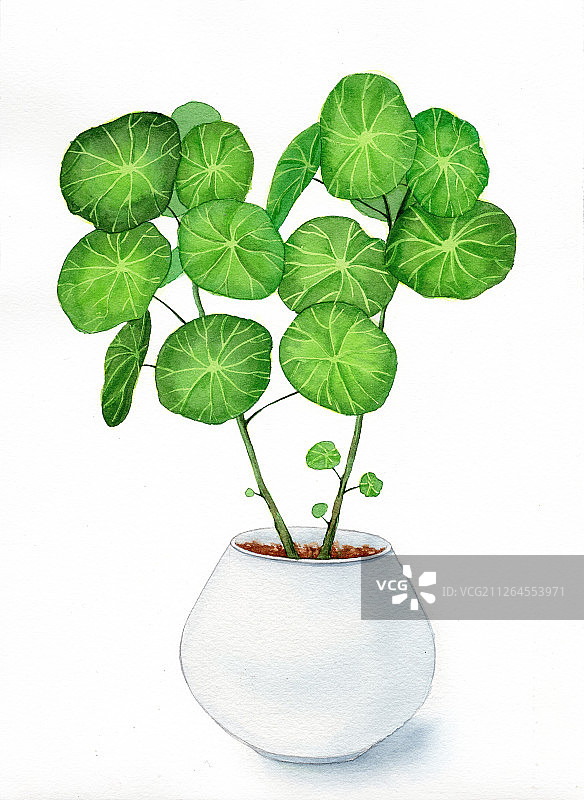手绘水彩绿植盆栽设计素材插画图片素材