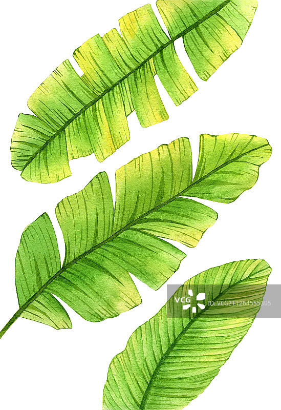 手绘水彩芭蕉叶叶子绿植设计水彩插画图片素材
