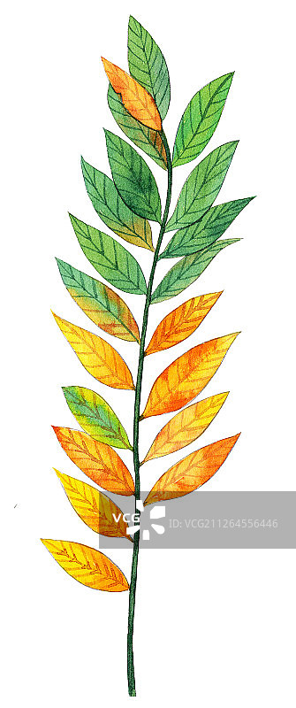 水彩手绘叶子植物设计素材插画图片素材