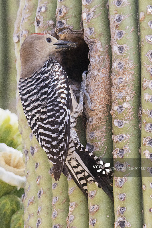 雄性木啄木鸟带食物到撒瓜罗仙人掌巢图片素材
