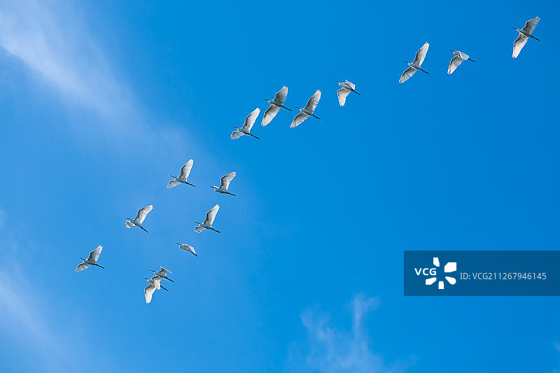 一行白鹭飞在天空图片素材
