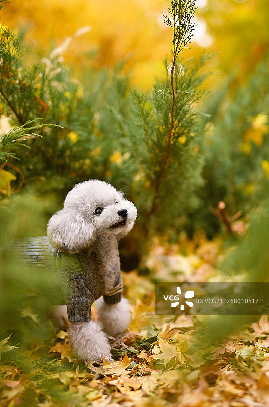 秋景中的贵宾犬图片素材