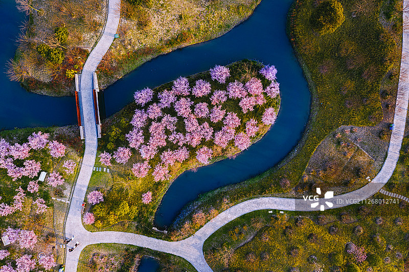 航拍春季中国上海金山花开海上生态园梅花林图片素材