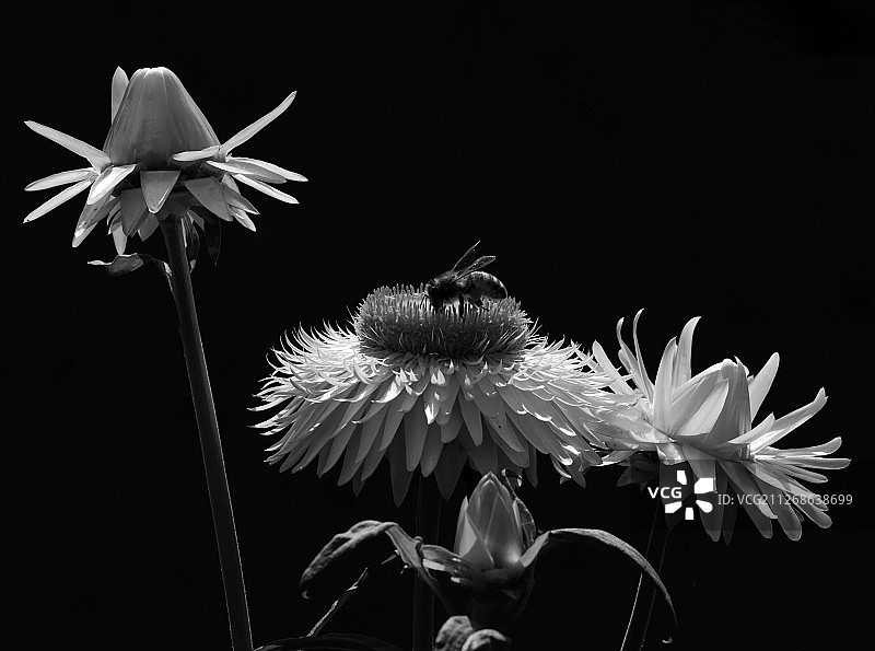 蜜蜂在黑白的花上图片素材