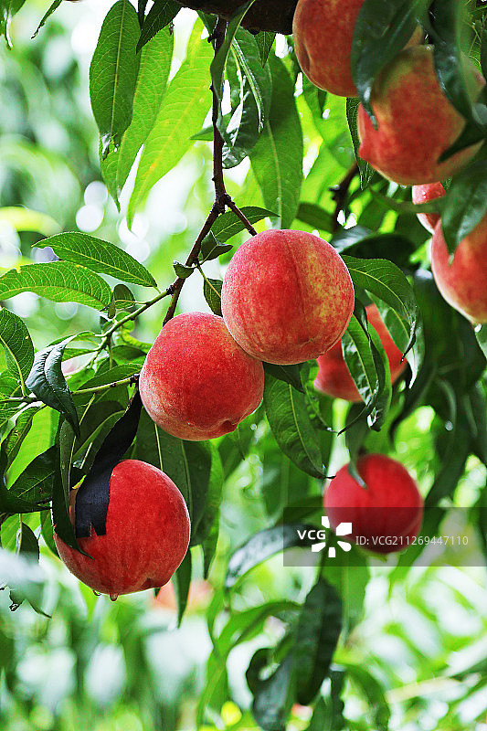 果树上成熟的桃子图片素材