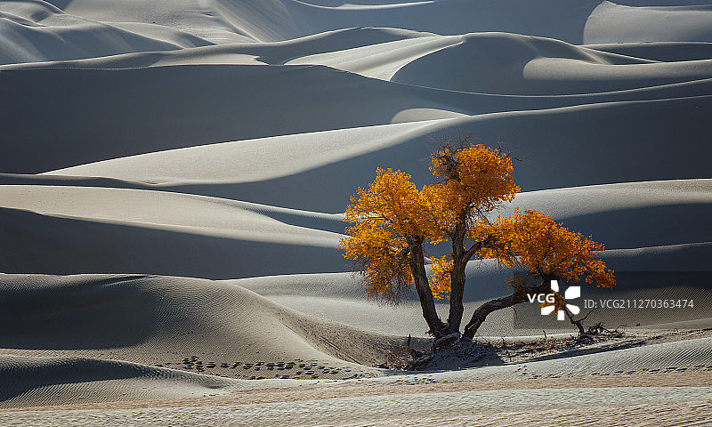 荒漠中的一棵树图片素材