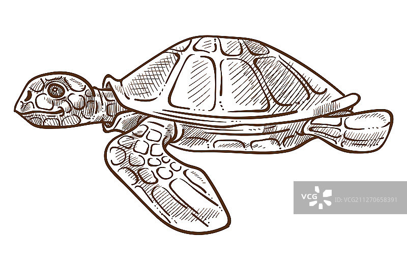 乌龟或乌龟孤立的素描水下图片素材