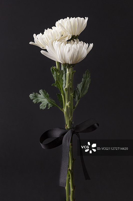 阵亡将士纪念日概念，白色菊花016图片素材