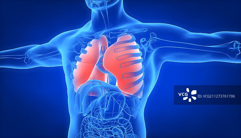 3D人体肺部图片素材