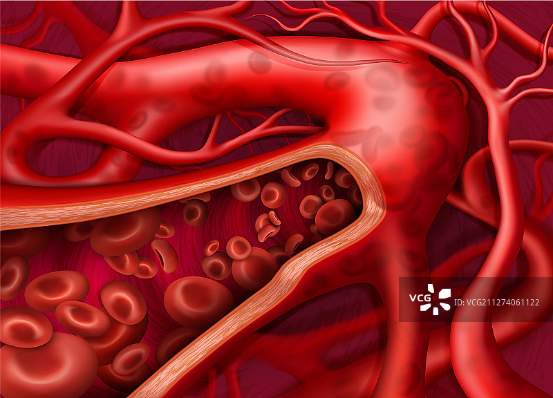 静脉血液循环图片素材
