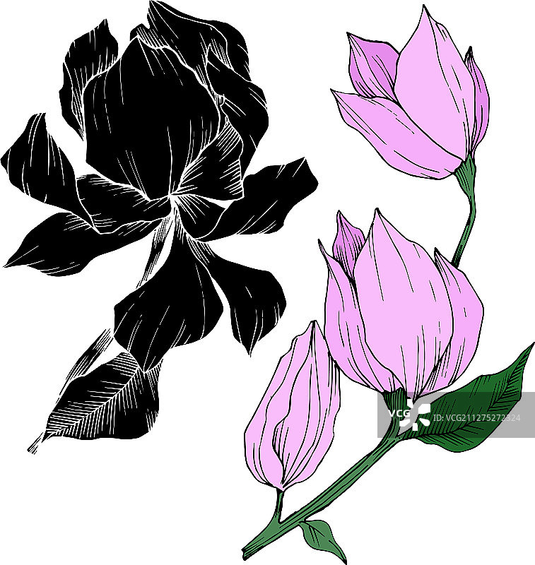 木兰的植物花黑色图片素材