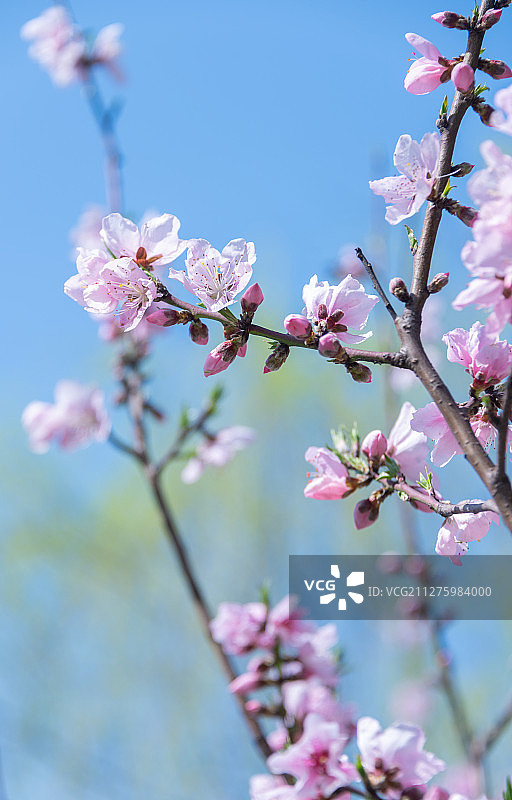 春天里盛开的粉红色桃花图片素材