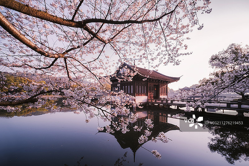 杭州西湖的春天樱花盛开图片素材