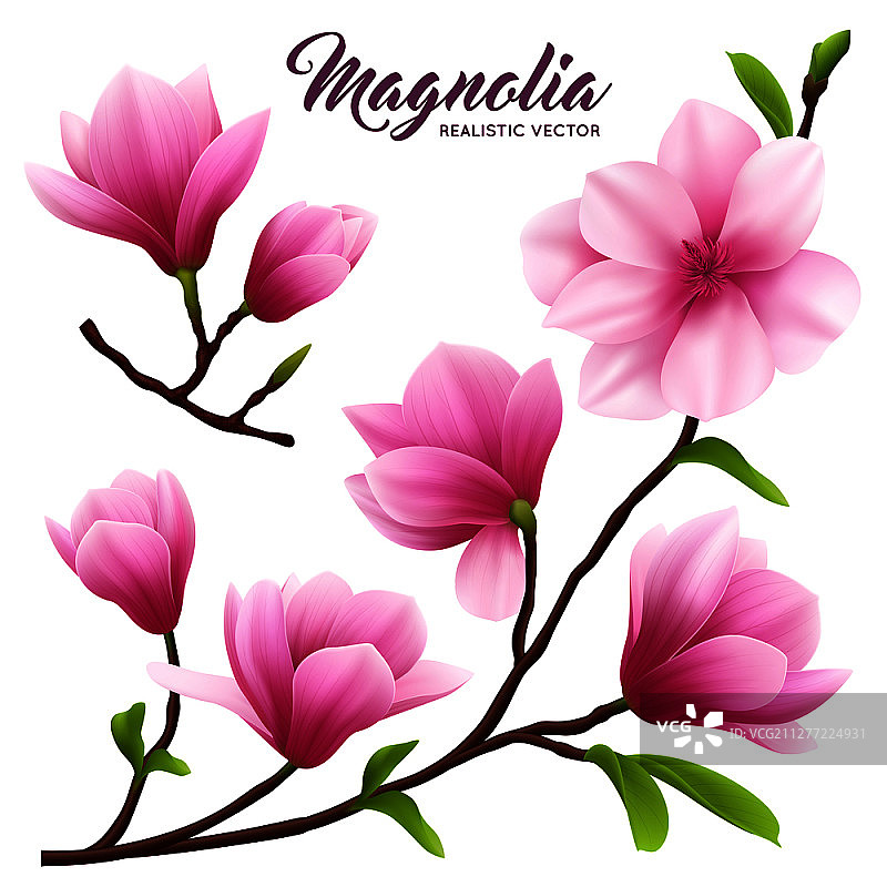 粉红色现实的木兰花图标设置鲜花在树枝上与树叶美丽和可爱的矢量插图图片素材