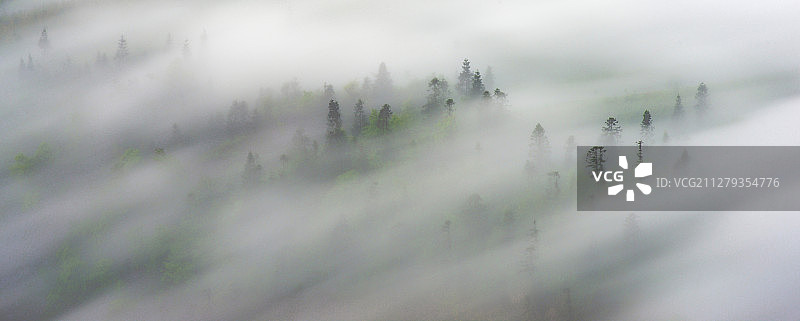 晨雾略过一片葱郁的山间树林，慢门拍摄的效果形成一幅画意山林图片素材