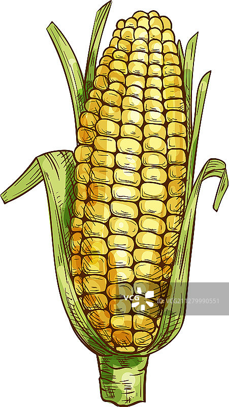 玉米芯分离与绿色叶片的玉米素描图片素材
