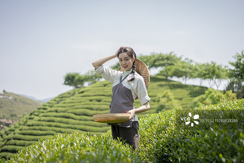 一个年轻女子在茶园采摘茶叶图片素材