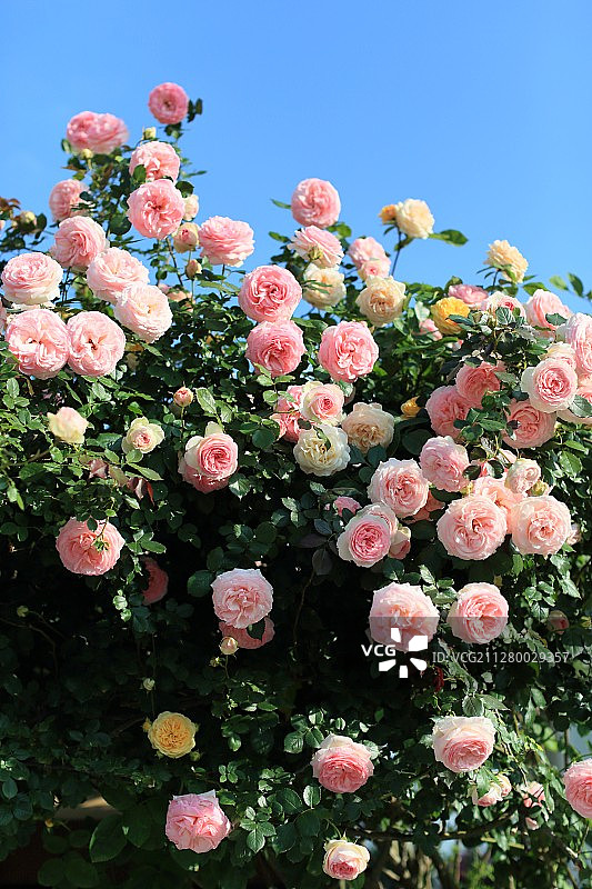 盛开的玫瑰花图片素材