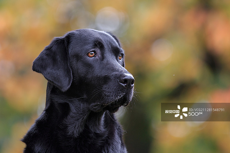 黑色拉布拉多猎犬的肖像在秋天图片素材