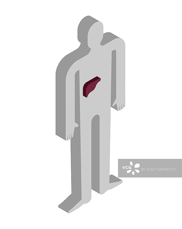 肝脏等距解剖人体内部图片素材