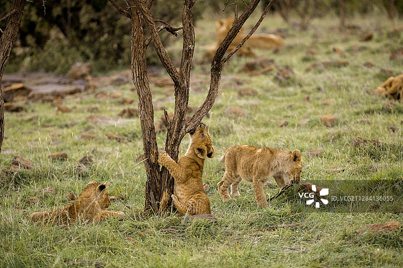 肯尼亚马赛马拉国家保护区的大草原上，狮子幼崽在树上玩耍图片素材