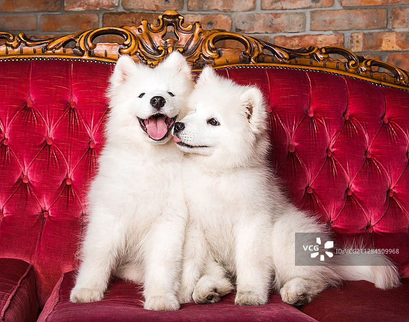 两个萨摩耶小狗坐在沙发上的肖像图片素材